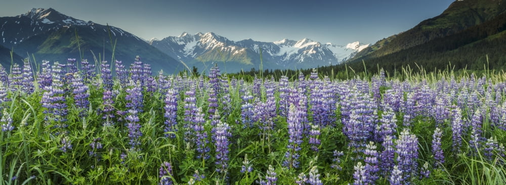 Summer landscape of Lupine flowers along Turnagain Arm with Chugach Mountains in background near Girdwood Alaska Canvas Art - Jeff Schultz Design Pics (25 x 9)