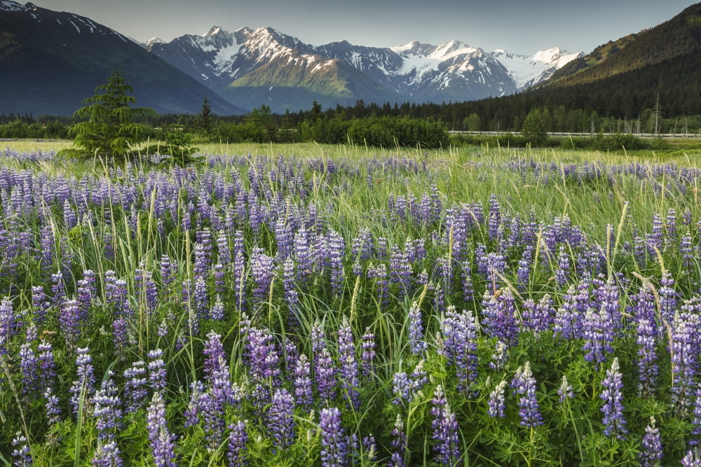 Summer landscape of Lupine flowers along Turnagain Arm with Chugach Mountains in background near Girdwood Alaska Canvas Art - Jeff Schultz Design Pics (38 x 24)