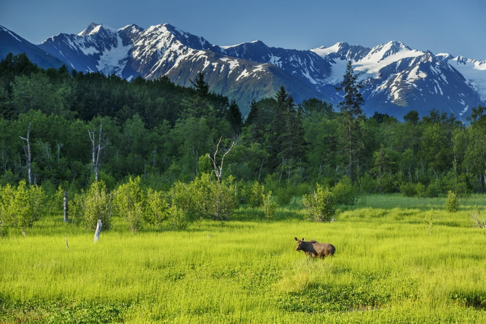 Summer landscape of cow moose in a wetlands meadow with Chugach Mountains in background near Girdwood Southcentral Alaska summer Canvas Art - Jeff Schultz Design Pics (19 x 12)