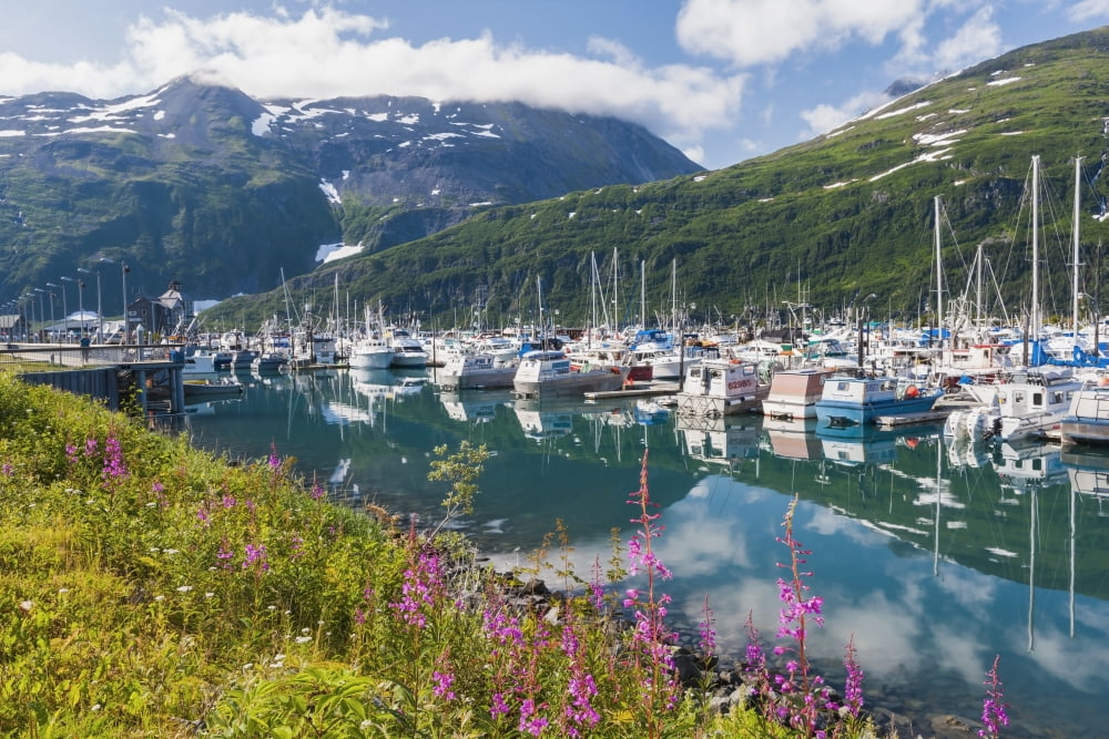 Summer view of Whittier boat harbor with Fireweed and wildflowers in the foreground Prince William Sound Passage Canal Alaska Canvas Art - Michael DeYoung Design Pics (19 x 12)