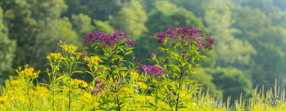 Summer weeds Cuyahoga Valley National Park Cuyahoga County Ohio USA Canvas Art - Panoramic Images (36 x 12)