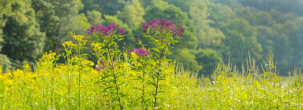 Summer weeds Cuyahoga Valley National Park Cuyahoga County Ohio USA Canvas Art - Panoramic Images (36 x 12)
