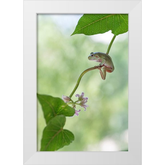 Summer2016 17x24 White Modern Wood Framed Museum Art Print Titled - Curious Tree Frog