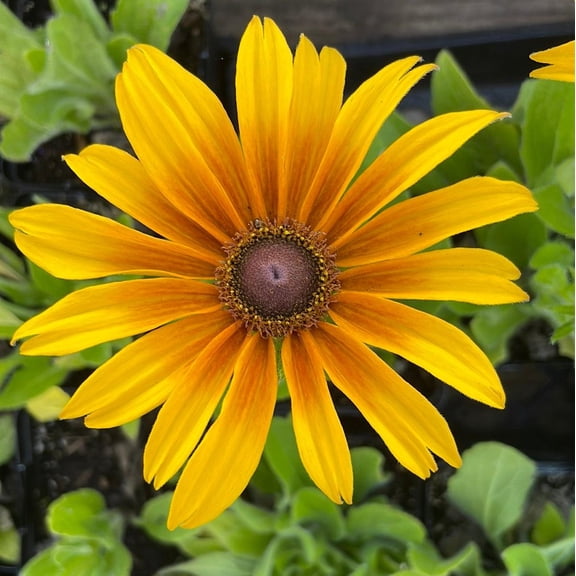 Summerina Butterscotch Biscuit Echibeckia - Vibrant Yellow Blooms, Dark Foliage, Attracts Pollinators, Container & Border Plant, Deer Resistant, Non-Toxic, Easy Care 2 Gallon