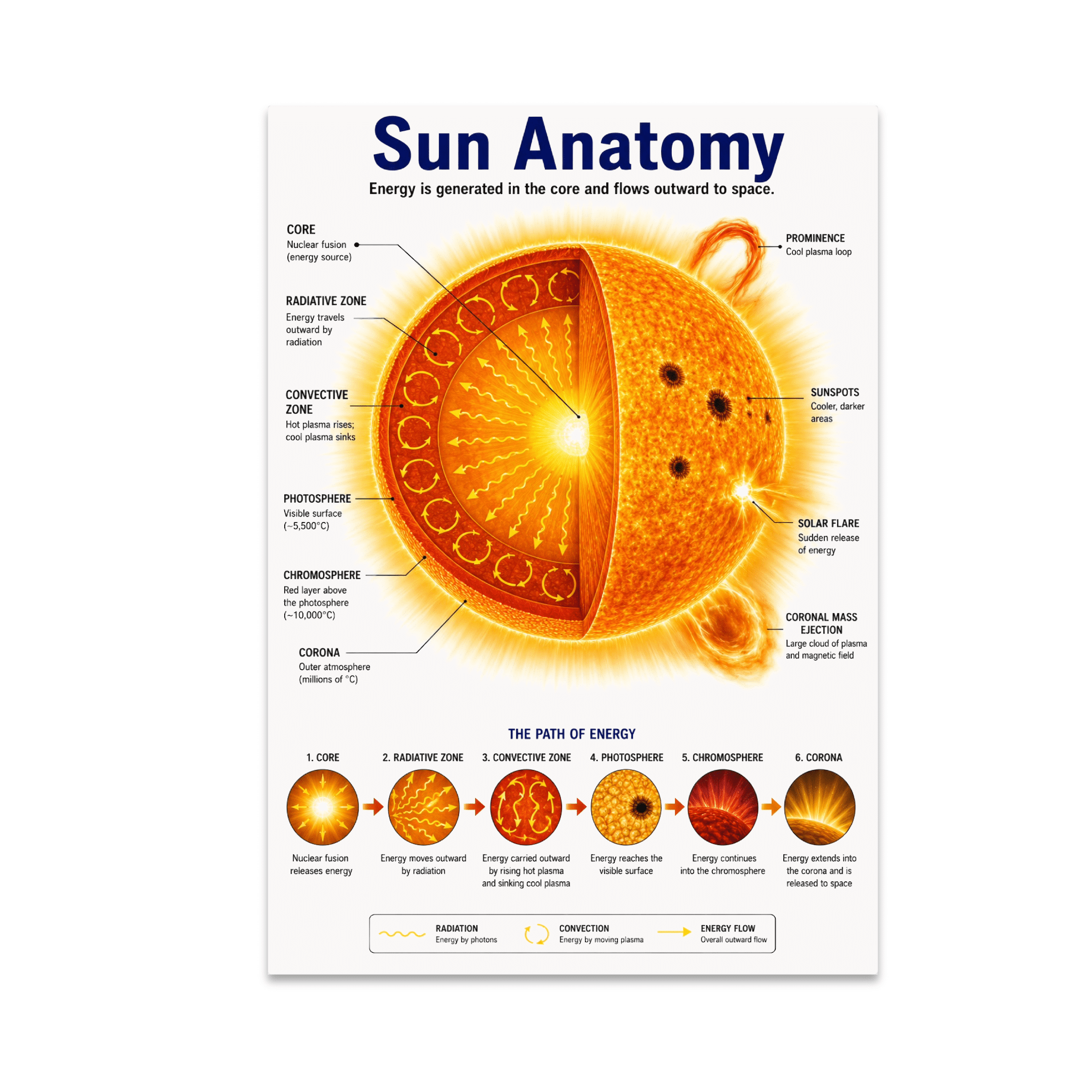 Sun Anatomy Educational Reference - Science Students and Families ...