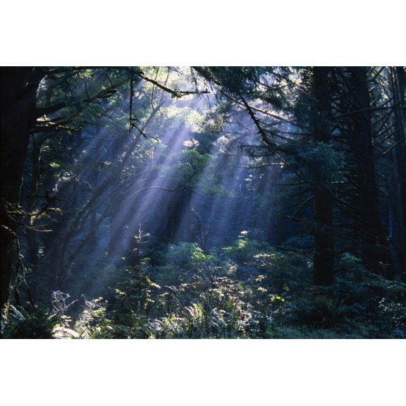 Sun Beams Through Fog And Forest Trees Canvas Art - Natural Selection Craig Tuttle Design Pics (18 x 12)
