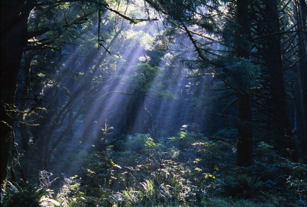 Sun Beams Through Fog And Forest Trees Canvas Art - Natural Selection Craig Tuttle Design Pics (36 x 24)