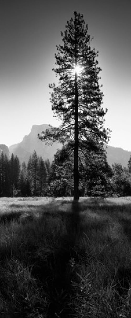 Sun Behind Pine Tree Half Dome Yosemite Valley California USA Canvas Art - Panoramic Images (30 x 13)