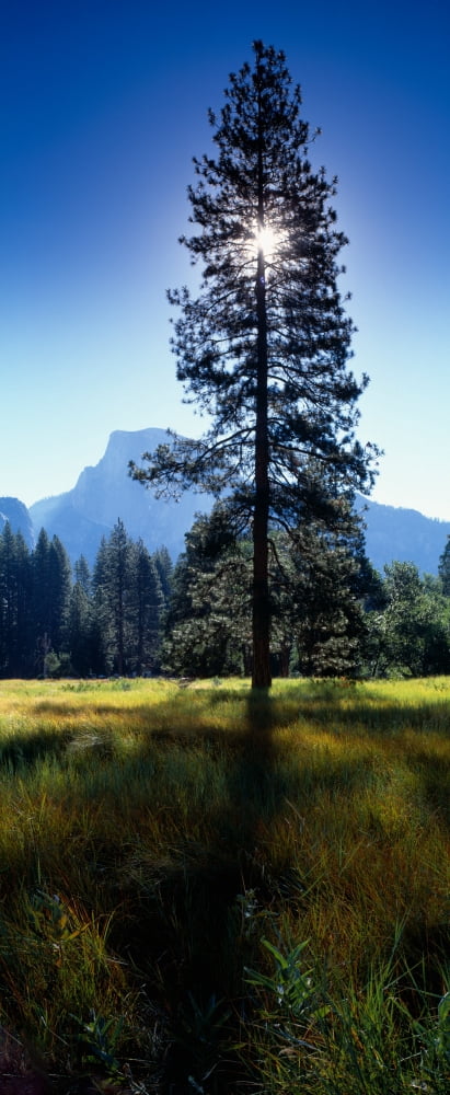 Sun Behind Pine Tree Half Dome Yosemite Valley California USA Canvas Art - Panoramic Images (36 x 12)
