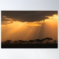 thumbnail image 1 of Sun Bursting On To The Serengeti Plains Poster Wall Art, Modern Wall Decor, 8x12 UNFRAMED, 1 of 3