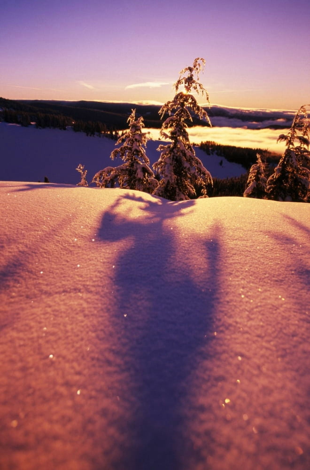 Sun Casting Shadows On Snow Covered Trees Canvas Art - Natural Selection Craig Tuttle Design Pics (24 x 36)