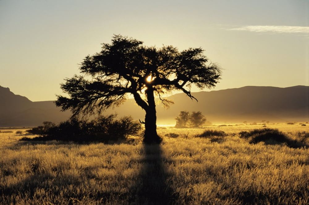 Sun Coming Up Behind A Tree In African Grasslands Canvas Art - Sasha Gusov Design Pics (38 x 24)