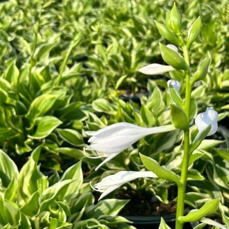GoBuyPlants Hosta Sun - 1 Gallon Pot, Live Perennial Shrub, Part Sun, Outdoor