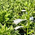 thumbnail image 1 of HOSTA Sun - 3 Gallon Pot, Live Perennial Shrub, Part Sun, Outdoor, 1 of 5