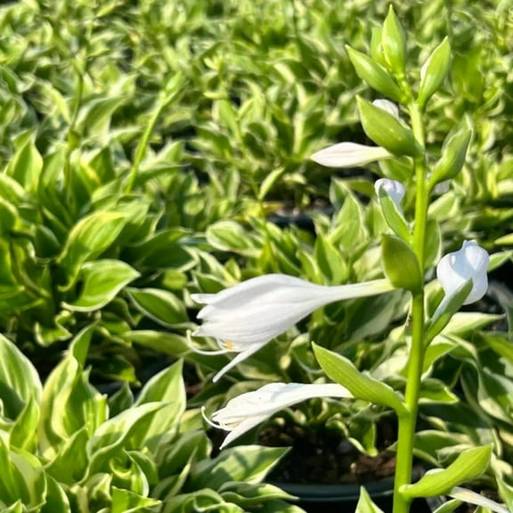 HOSTA Sun - 3 Gallon Pot, Live Perennial Shrub, Part Sun, Outdoor