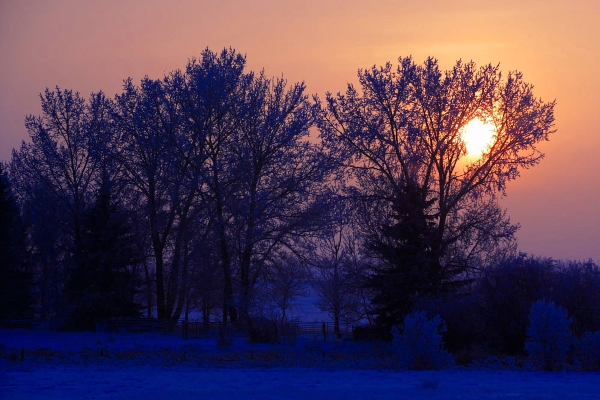 Sun Peeking Through Some Trees Canvas Art - Richard Wear Design Pics (34 x 22)