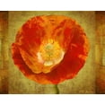 thumbnail image 1 of Sun Poppy I Poster Print by Vitaly Geyman (8 x 10), 1 of 1