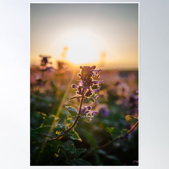 Sun Rays Shining On Flower Poster Wall Art, Modern Wall Decor, 8x12 UNFRAMED