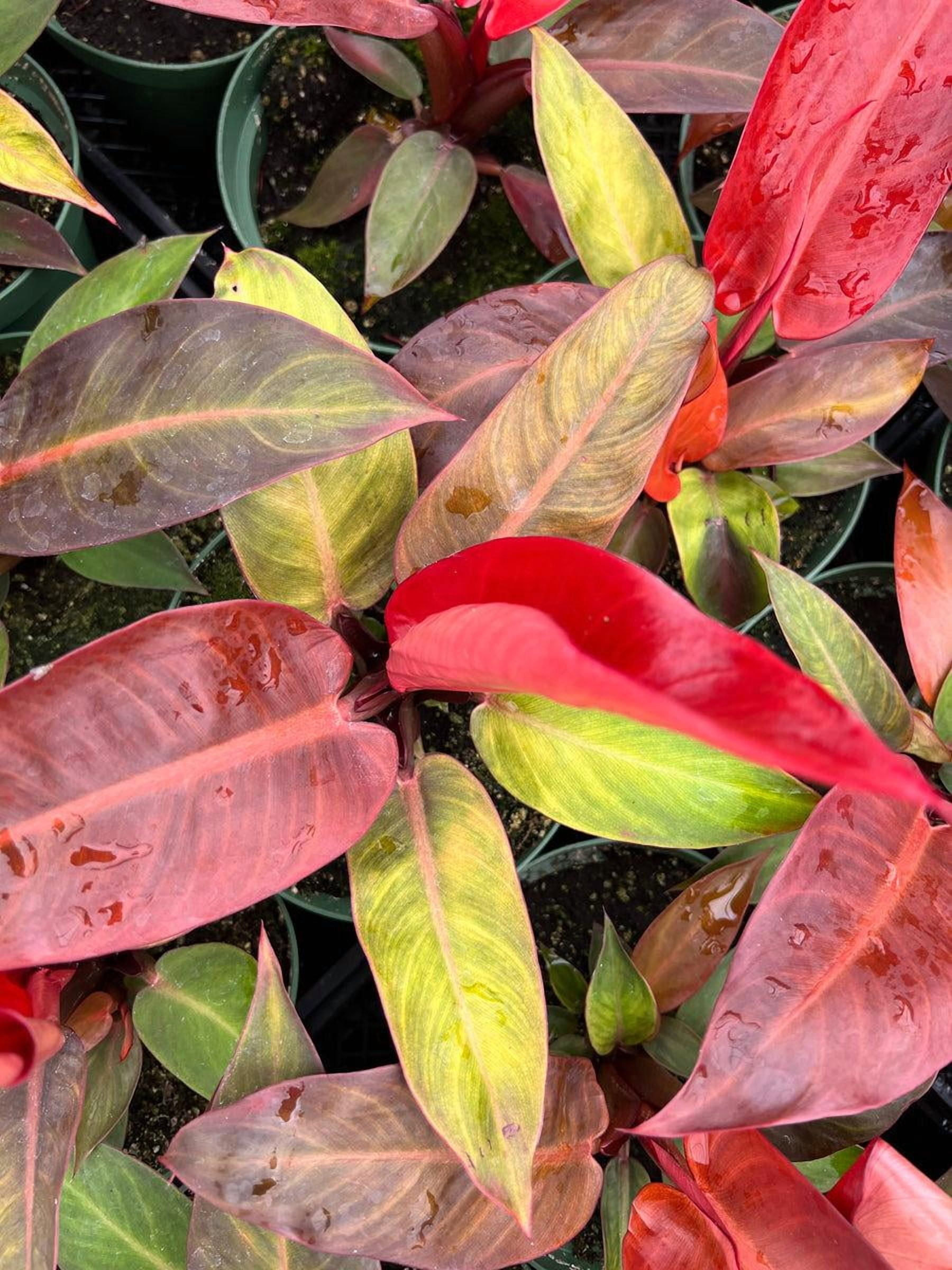 Sun Red Philodendron-Fast Growing Tropical Plant 6" Pot - Walmart.com