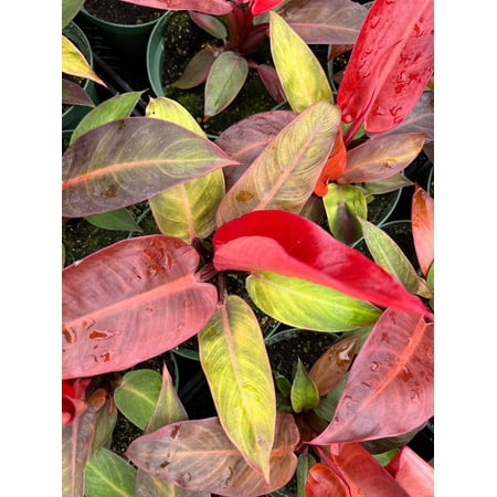 RedCrocus Sun Red Philodendron | Vibrant Red Leaf Tropical Plant | Indoor & Outdoor Use | Pet Warning | Well-Draining Soil | High Humidity 6" Pot