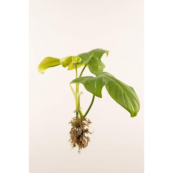 Sun Red Philodendron - Live Starter Plant - Rare and Elegant Indoor Houseplant