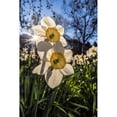 thumbnail image 1 of Sun Rising Behind Large-Cup Daffodils 'manon Lescaut' Amaryllidaceae New York Botanical Garden; Bronx New York United States, 1 of 3