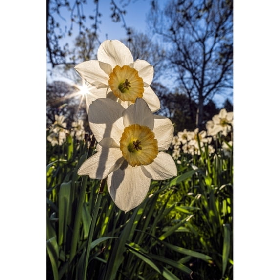 Sun Rising Behind Large-Cup Daffodils 'manon Lescaut' Amaryllidaceae New York Botanical Garden; Bronx New York United States