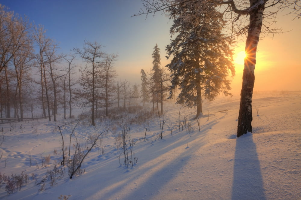 Sun Rising Behind Trees On Snowy Cattle Pasture In Winter Central Alberta Canvas Art - Dan Jurak Design Pics (34 x 22)
