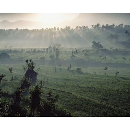 Sun Rising Over Rice Paddies Poster Print