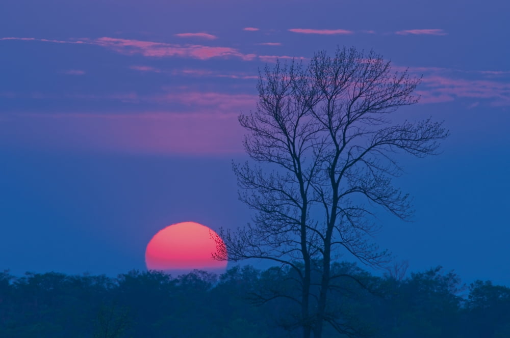 Sun Setting Behind Trees Bruce Peninsula Ontario Canvas Art - Mike Grandmaison Design Pics (18 x 12)