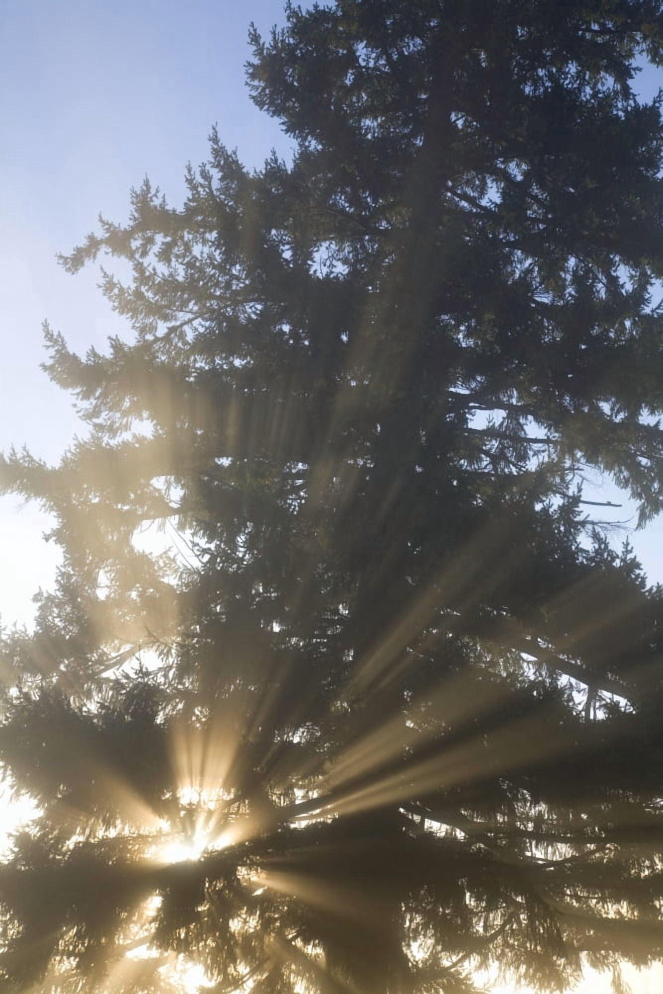 Sun Shining Through Fog And Trees Willamette Valley Oregon Usa Canvas Art - Craig Tuttle Design Pics (11 x 17)