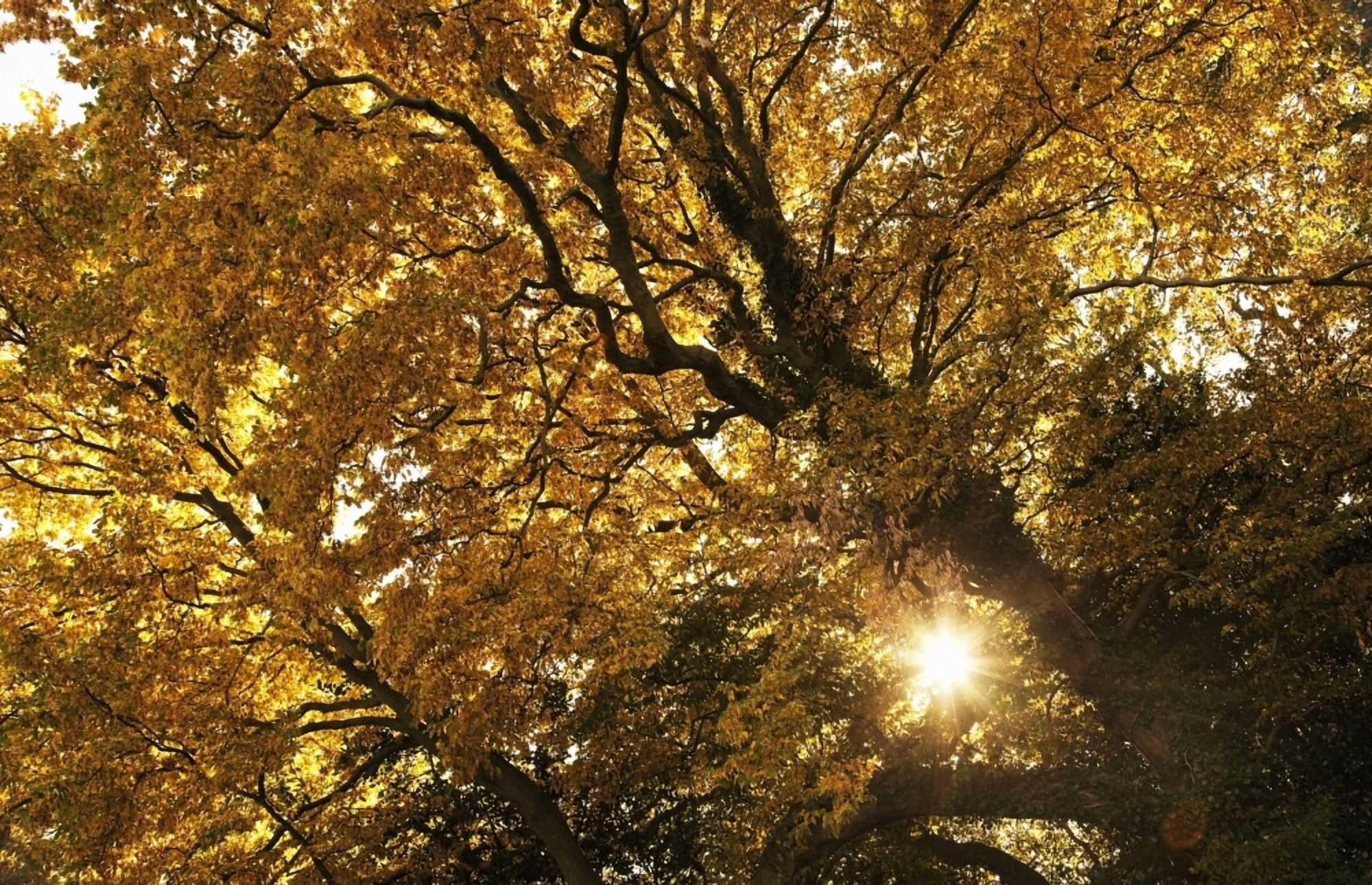 Sun Shining Through Golden Leaves On A Tree Canvas Art - John Short Design Pics (19 x 12)