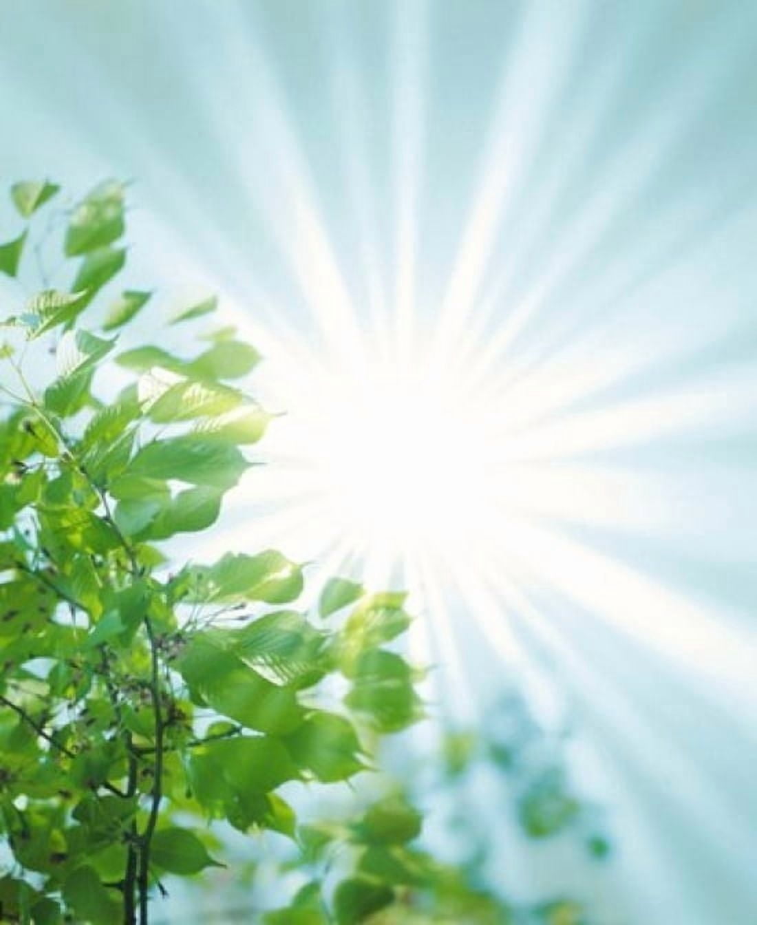 Sun Shining Through Leaves Canvas Art - Panoramic Images (30 x 36)