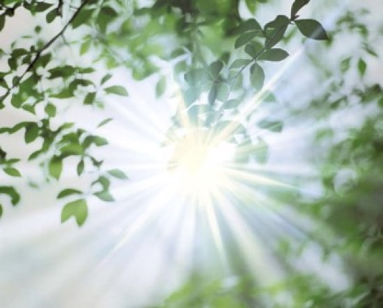 Sun Shining Through Leaves Lens Flare Canvas Art - Panoramic Images (36 x 30)