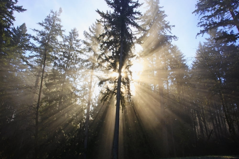 Sun Shining Through Morning Fog And Trees Happy Valley Oregon United States Of America Canvas Art - Craig Tuttle Design Pics (38 x 24)