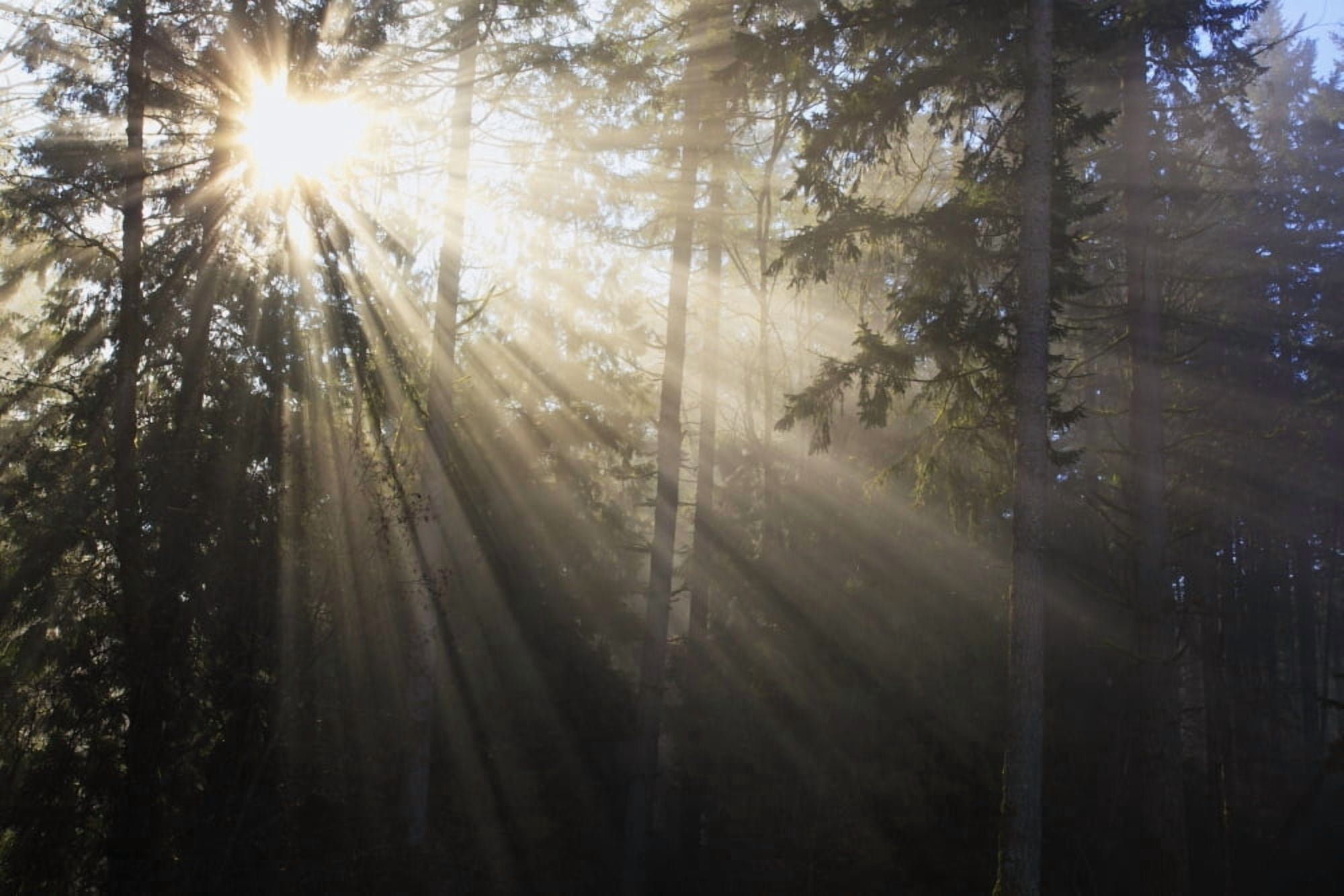 Sun Shining Through Morning Fog And Trees Happy Valley Oregon United States Of America Canvas Art - Craig Tuttle Design Pics (38 x 24)