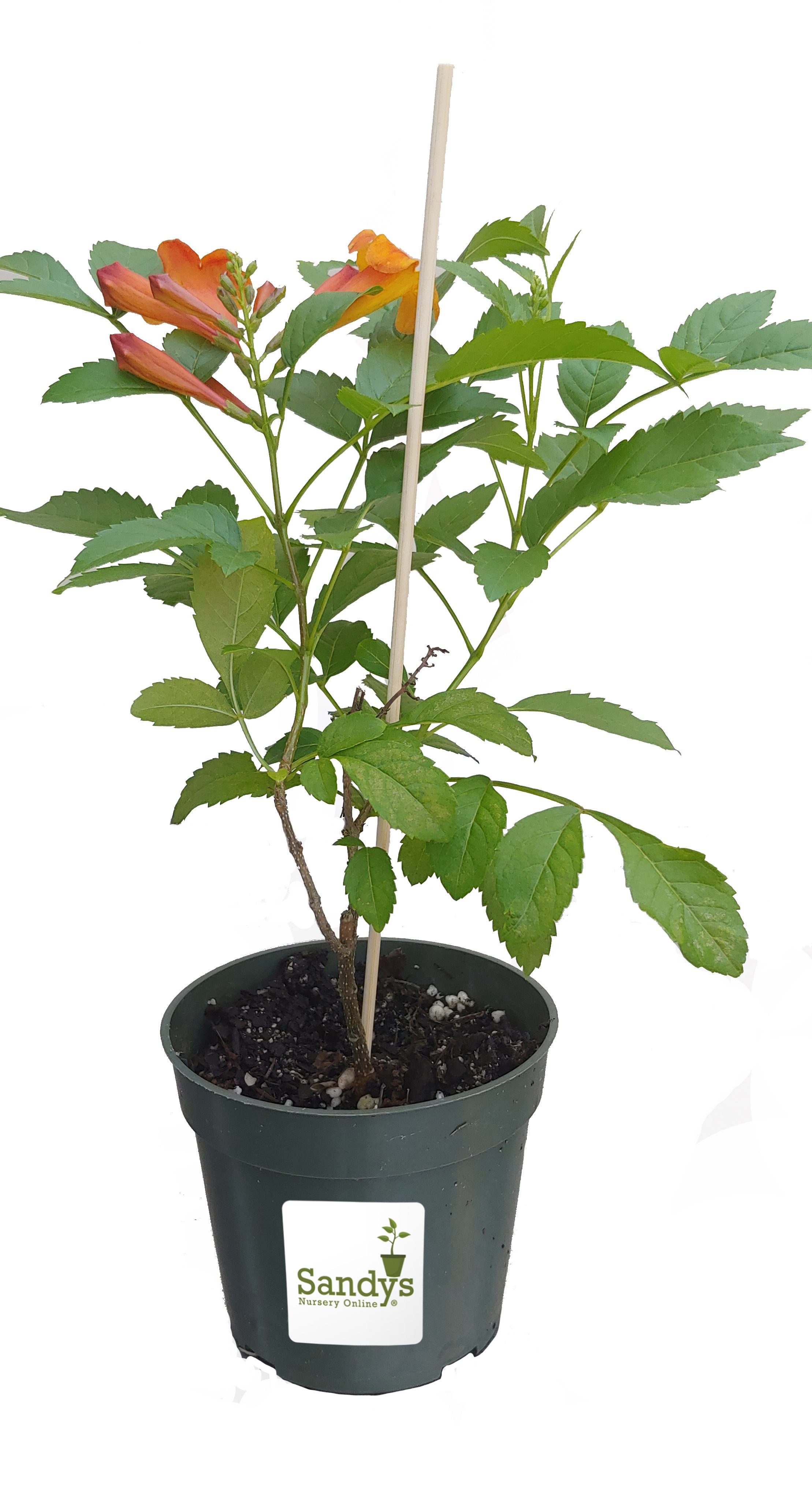 Sun Trumpets Tecoma Orange 4 Inch Pot