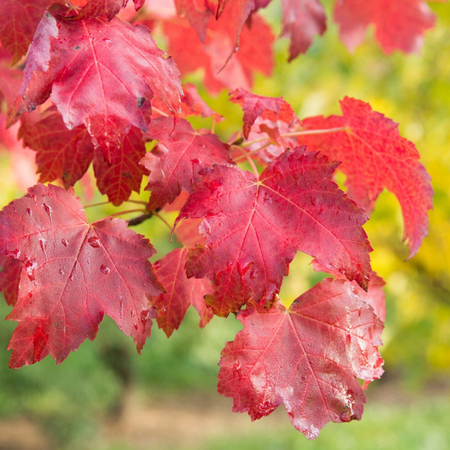 Sun Valley Maple Tree Red Maple Plant 2-3 Feet Tall Gallon Pot