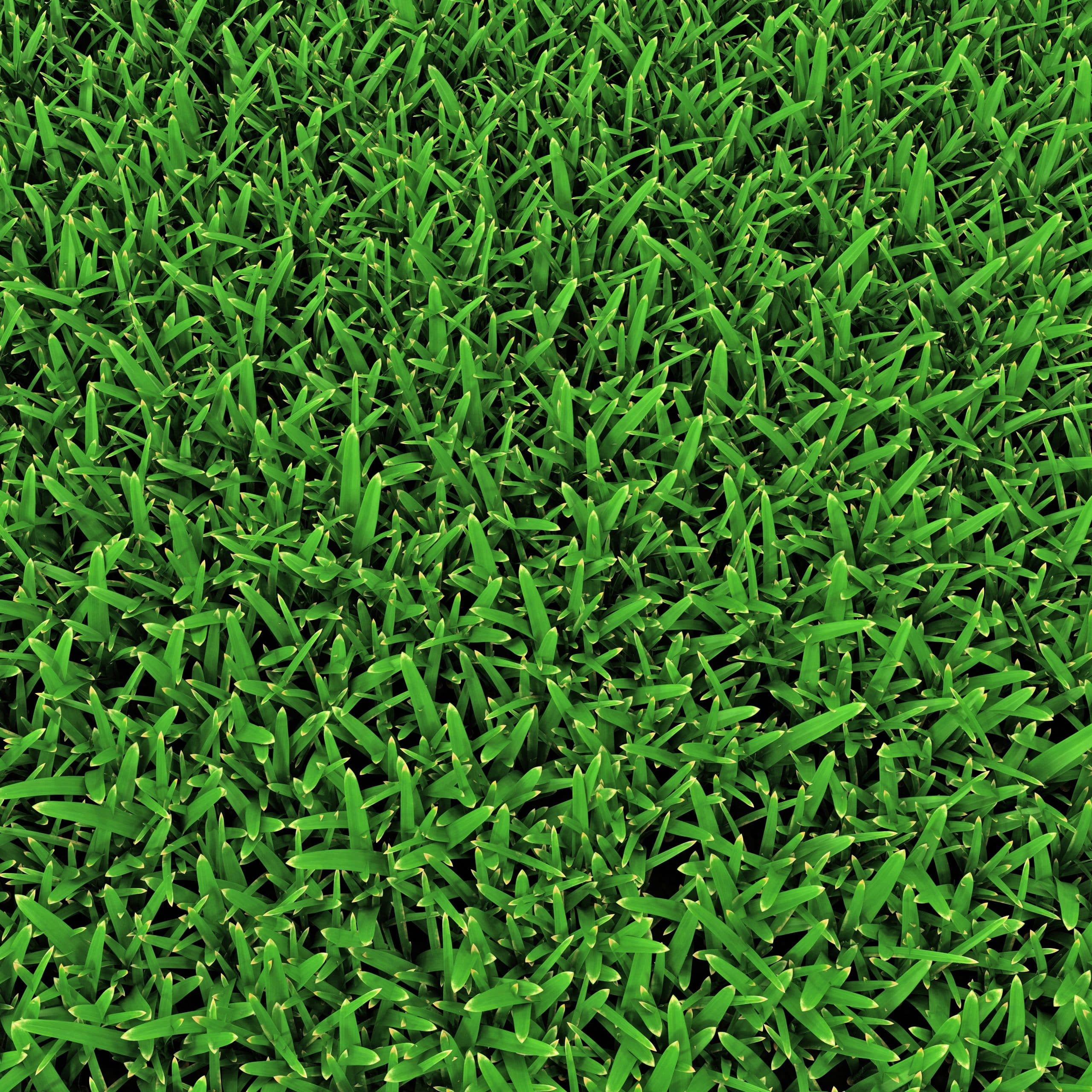 Nature's Seed Sun and Shade Grass Seed Mix - 5 Lb