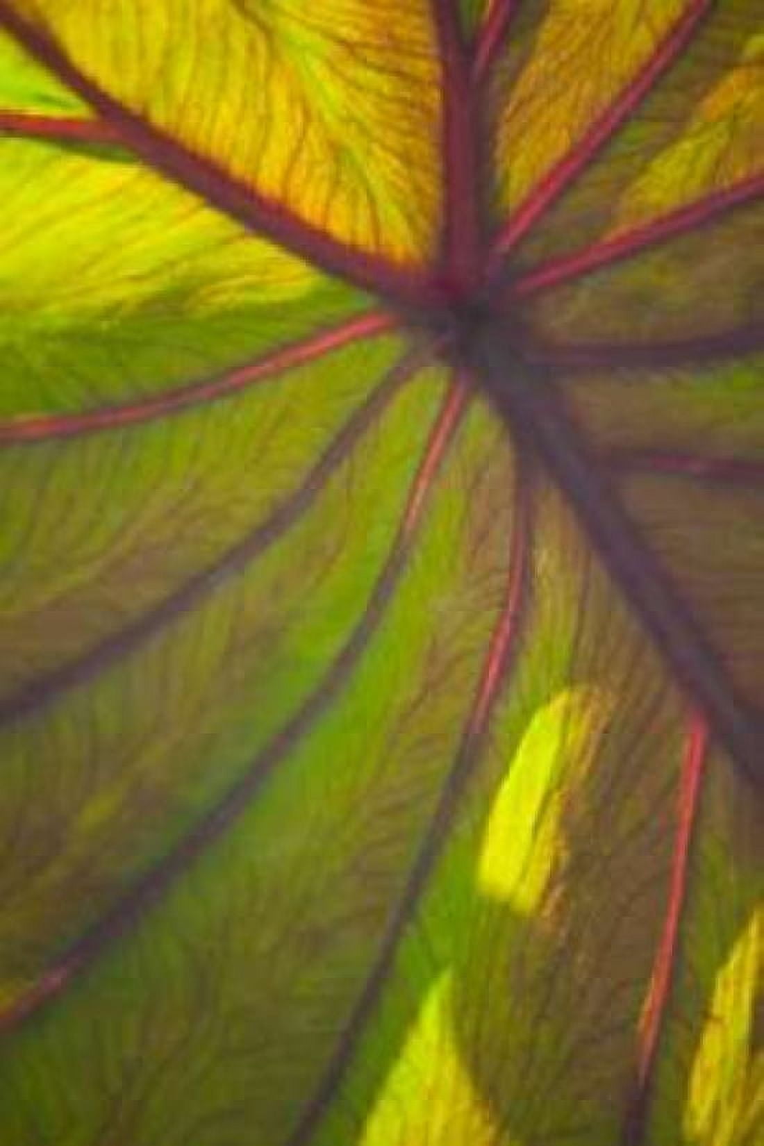 Sun in the Leaves II Canvas Art - Karyn Millet (24 x 36)