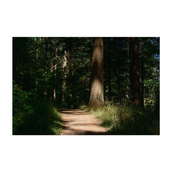Sun-kissed Trail in Hoyt Arboretum - Portland Oregon Photography Forest Nature Wilderness Woodland Scenic Woods Unframed Wall Art Print 24 x 36 inches