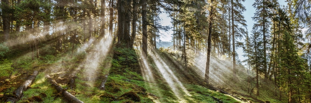 Sun rays passing through trees in forest Southeast Alaska Alaska USA Canvas Art - Panoramic Images (36 x 12)