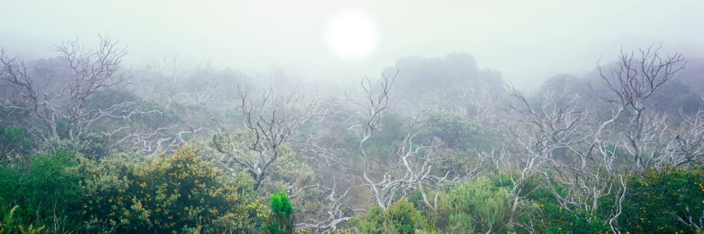 Sun sets through coastal fog over a tangled shrub snag forest Montana De Oro State Park California USA Canvas Art - Panoramic Images (6 x 18)