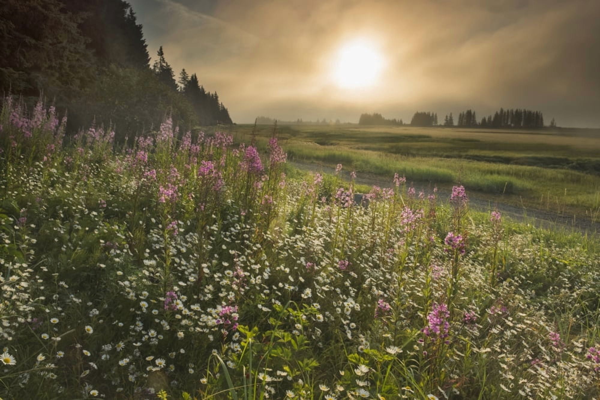 Sun shines through morning fog near Silver Salmon Creek in Lake Clark National Park & Preserve Alaska Canvas Art - Carl Johnson Design Pics (19 x 12)