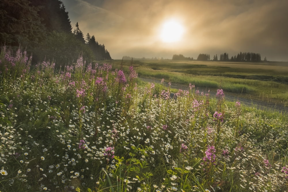 Sun shines through morning fog near Silver Salmon Creek in Lake Clark National Park & Preserve Alaska Canvas Art - Carl Johnson Design Pics (38 x 24)