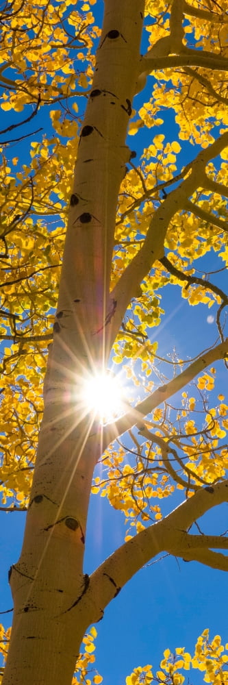 Sun shining through Aspen tree Boulder Mountain Utah USA Canvas Art - Panoramic Images (12 x 36)