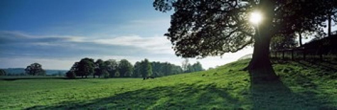 Sun shining through tree in a park Hovingham Park Ryedale North Yorkshire England Canvas Art - Panoramic Images (36 x 12)