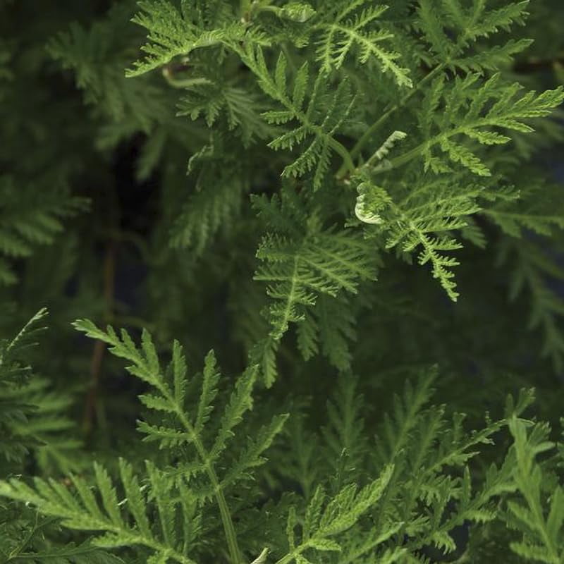 SunFern Olympia Artemisia Flower Root - Ready to Plant - Deer Resistant ...