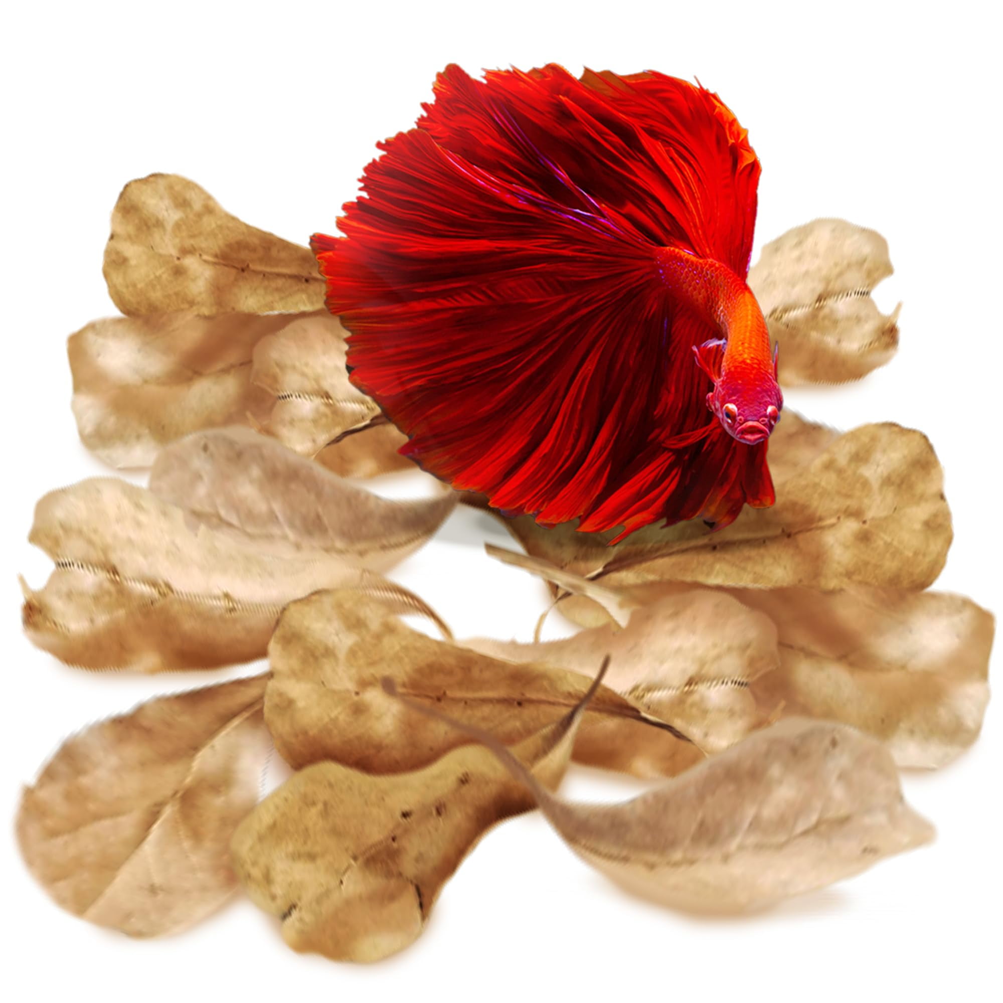 SunGrow 100 pcs Catappa Indian Almond Leaves for Betta Fish Tank