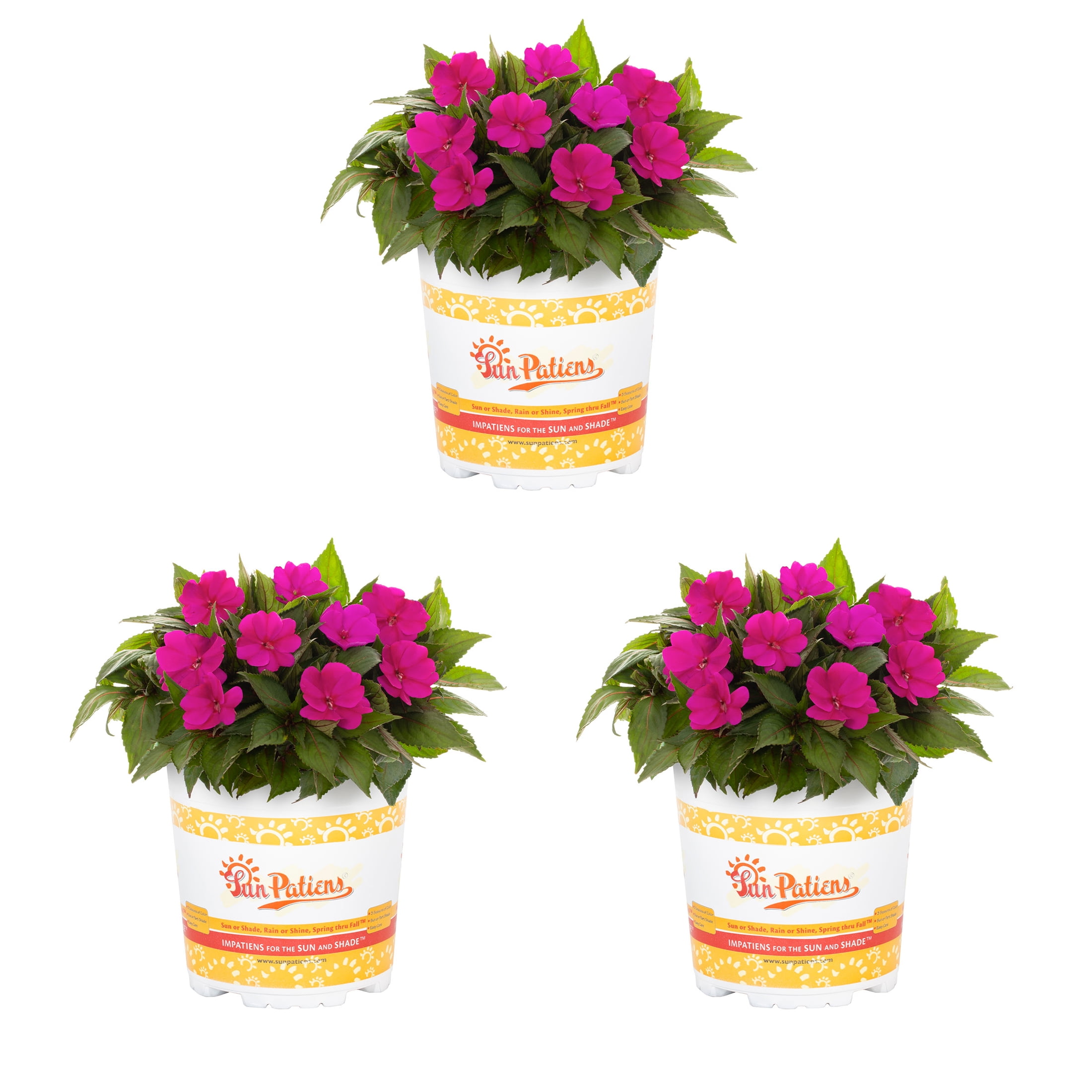 SunPatiens 2.5QT Pink Impatiens Live Annual Plant Sun 3-Pack